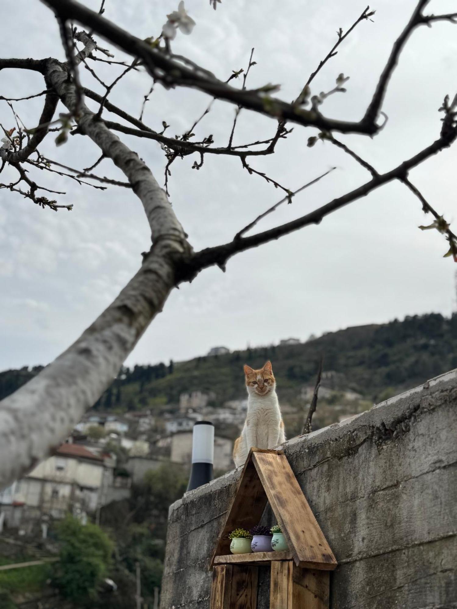 Ilvi Guesthouse Gjirokastër Exterior foto